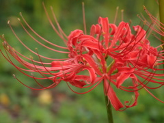 伸