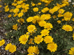 丸