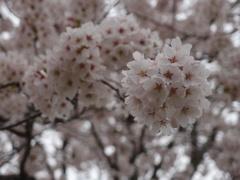 集