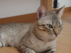 じー