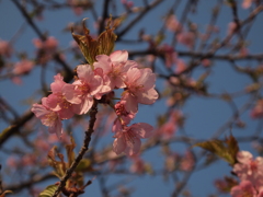 春到来