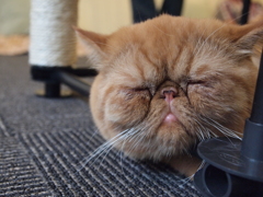 眠いんじゃ