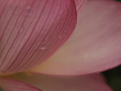雫
