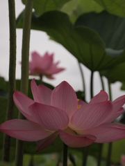 見上げる