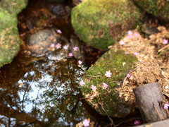 水面