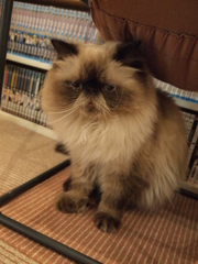 じー