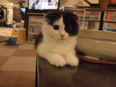きちっ