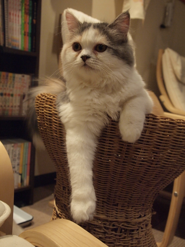 ぶらり