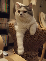 ぶらり