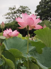 伸
