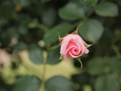蕾