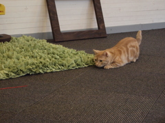 狙