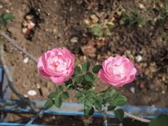 花名不明　