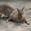 伏