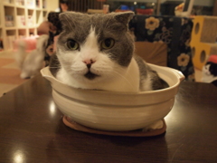 猫鍋
