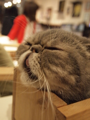 ペロッ