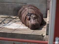 暑い・・・