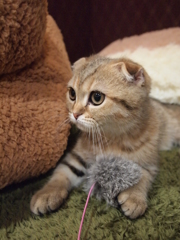 もこもこ　と　もこもこ