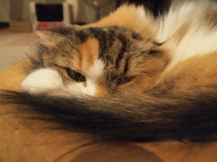 きっ