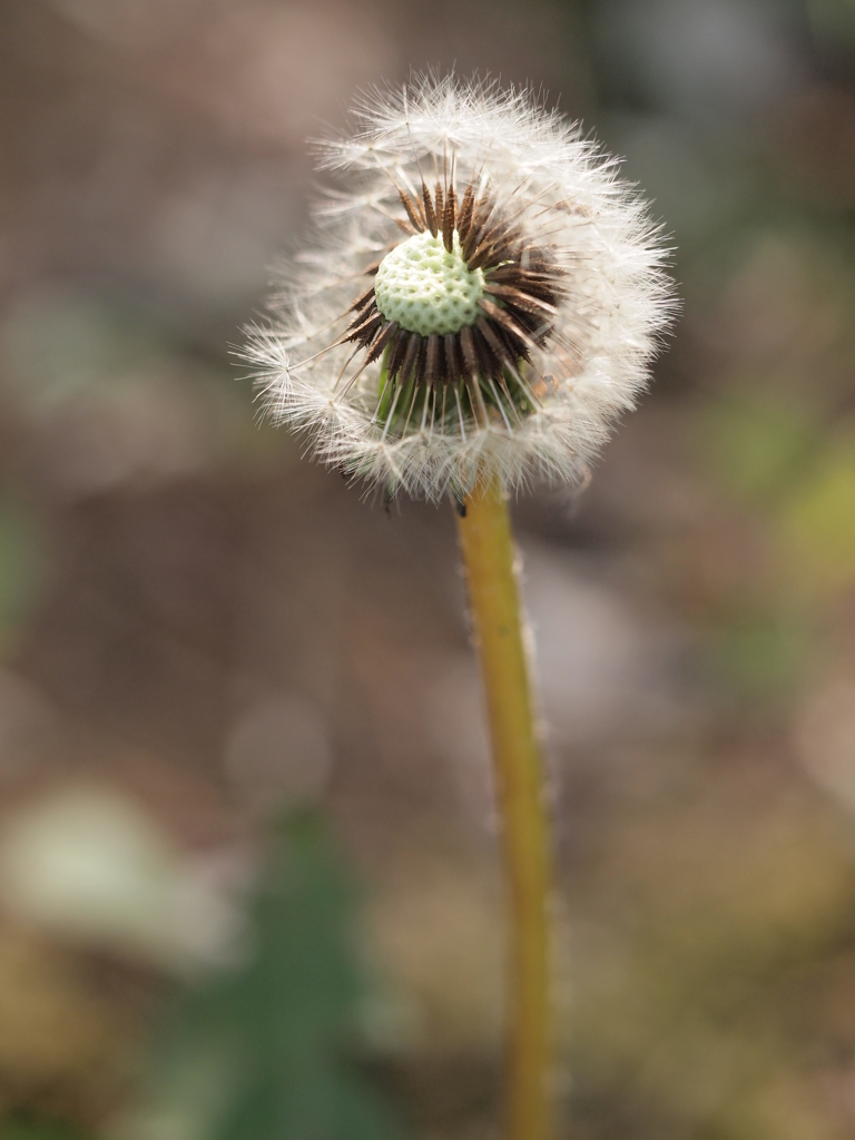 届