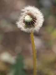 届