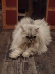 もこもこ