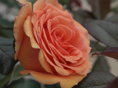 花名不明