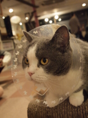 キリッ