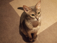 ビシッ