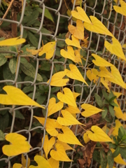 ハートも色付く