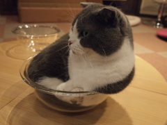 ピッタリサイズ