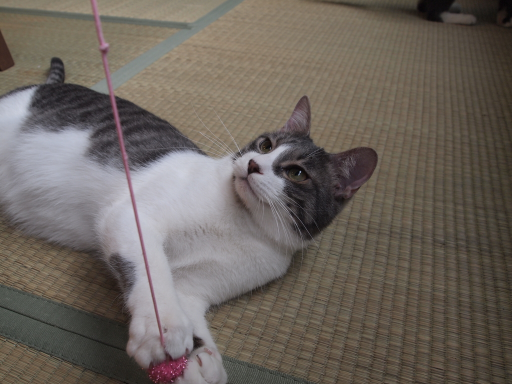 がしっ