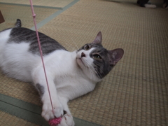 がしっ