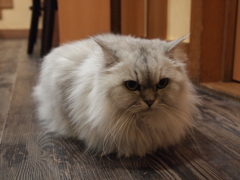 じー