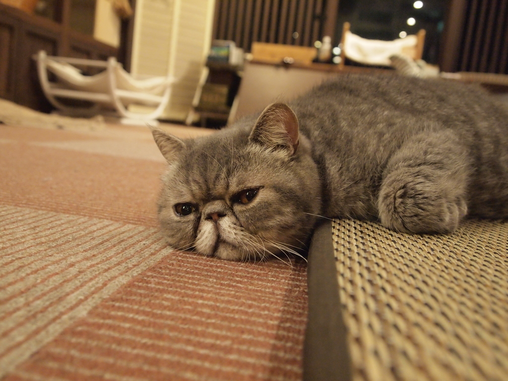 垂れ猫
