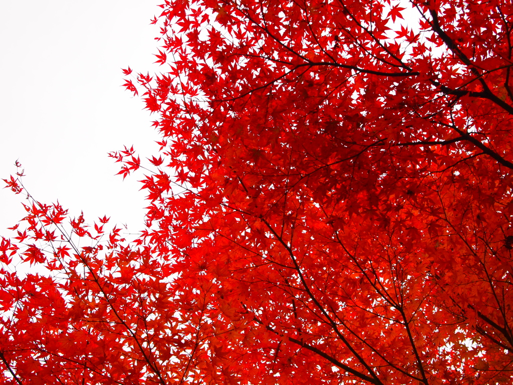 紅