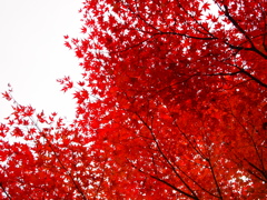 紅