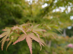 色付いて