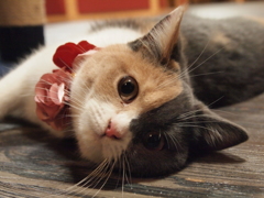 幼