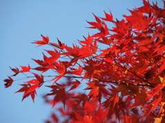 隅々まで紅く