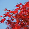 隅々まで紅く