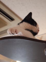足先
