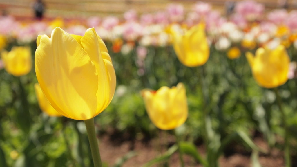 チューリップ