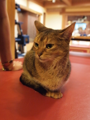 しゅん