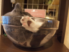 肉球