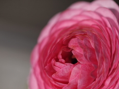 ラナンキュラス-1-