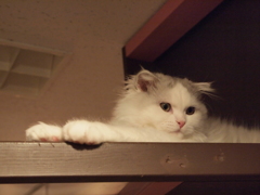 じー