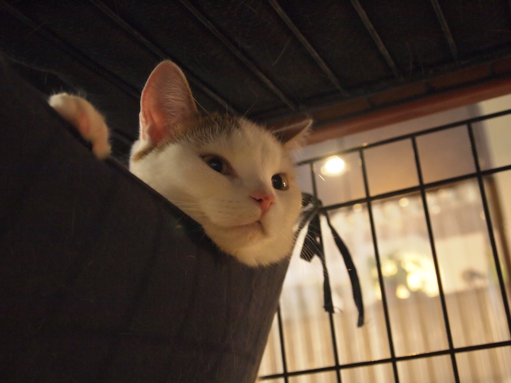 ふにゃー