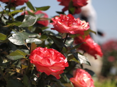 伸