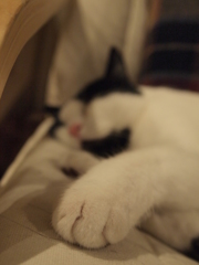 ちょこん